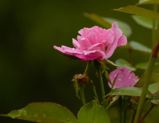pink rose flower