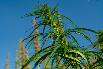 canabis on marijuana field farm sativa weed hemp hash plantation