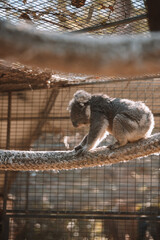 Australian native koala sitting in a tree.