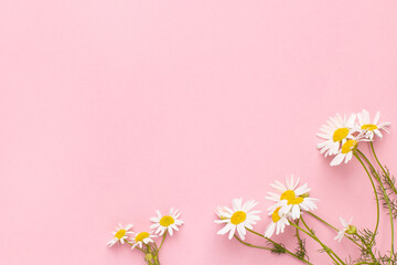 Chamomile flowers on pink background .Daisies background with copy space . Summer background.Chamomile field.