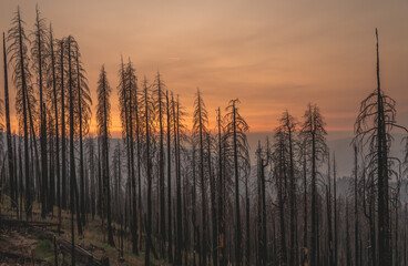 Burned trees in California after devastating wildfire. 