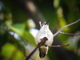 Fluffed Out Hummingbird: A ruby-throated hummingbird fluffs out its feathers while perched on a tree branch