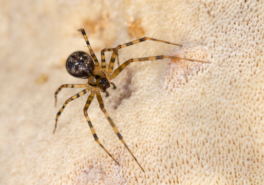 Female money spider, Labulla thoracica on fungi, macro photo