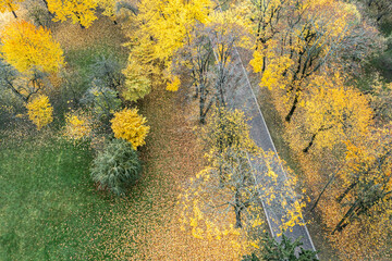 top view of colorful trees. bright yellow and green trees in autumnal park from above. drone photo