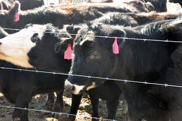 Cattle of cows behind a fence and tagged on the ear at a dairy farm with one cow as the center focus