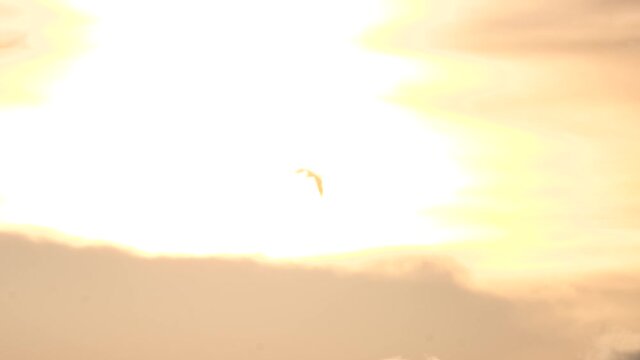An osprey flies into the sun floating through its light and the clouds.