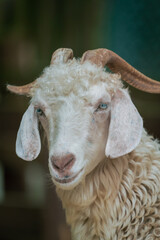 Beautiful vertical close-up macro detail portrait of white goat with blurred background.