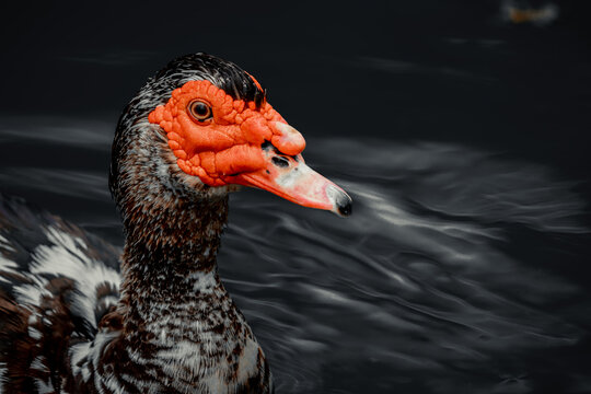 Beautiful horizontal close-up macro detail portrait of duck with dark blurred background.