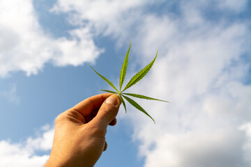 canabis leaf on marijuana field farm sativa weed hemp hash plantation