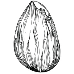 Hazelnut, filbert, cobnut hand-drawn Vector Illustration isolated on white background. Retro style farm product for restaurant menu, market label, logo, emblem and kitchen design. Decoration for food.