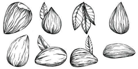 Hazelnut, filbert, cobnut hand-drawn Vector Illustration isolated on white background. Retro style farm product for restaurant menu, market label, logo, emblem and kitchen design. Decoration for food.