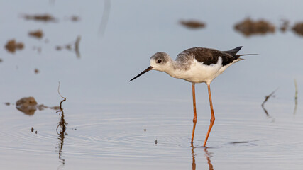 Black-winged stilt bird walk on paddy filed.