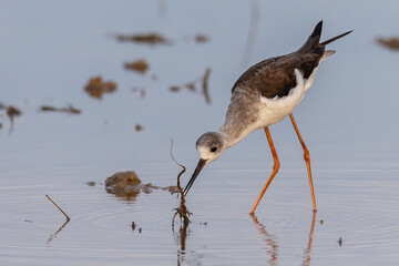 Black-winged stilt bird walk on paddy filed.