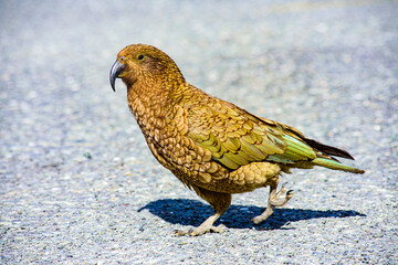 Wild kia parrot (Nestor notabilis) Close up portrait, Fiordland National Park in New-Zealand