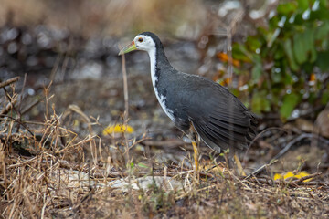 Naklejka premium White Breasted Waterhen bird on Paddy filed at Sabah, Borneo