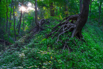 Rooty Tree On An Eroding Hill In A Summertime Forest