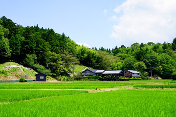 青々とした水田の広がる田舎の村