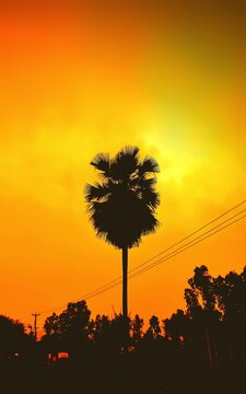 Coconut tree in the evening with dark shadows and reddish yellow sky