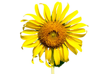 Sunflower isolated on white background