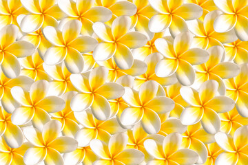 Fototapeta premium White yellow Plumeria pattern for background.