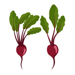 Beet , Beetroot with Top Leaves, vitamin C source. Dietetic and vegetarian food composition. Trendy illustration, isolated on white. Good for web and print