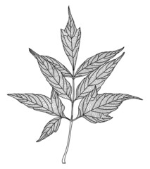 Stylized drawing of ash-leaved maple leaf with decorative veining isolated on white background. Vector illustration. Element for design in line art style.