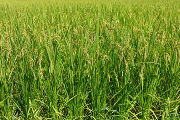 Rice that has begun to grow in the rice fields in summer