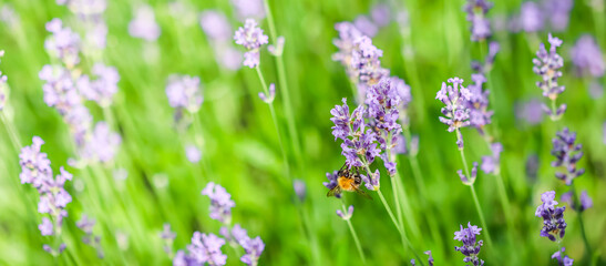 Working bee on a lavender flower in a summer garden. Natural background