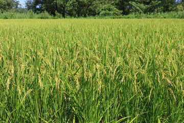 Rice that has begun to grow in the rice fields in summer