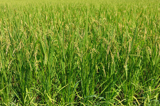 Rice that has begun to grow in the rice fields in summer