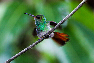Green Hummning bird