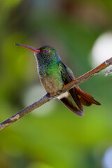 hummingbird closing its eyes