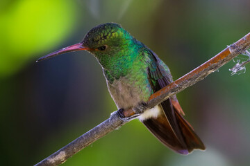 humming bird looking