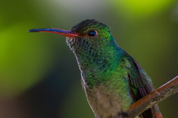 close up of a hummingbird
