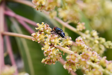 closeup shot of housefly sucking nectar from flower