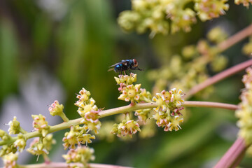 Housefly sitting on leaf branch macro shot