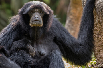 Portrait of Siamang Monkey with its child , native to the forests of Malaysia, Thailand and Indonesia	
