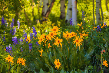 Wildflowers on a hillside along the Kebler Pass near Crested Butte, Colorado
