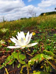 white and yellow flowers from nature 