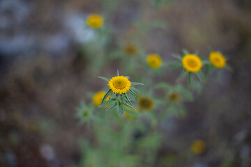 Natural autumn background with grass and yellow wildflower. Selective focus, copy space