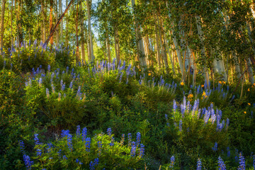 Lupines on a hillside along the Kebler Pass near Crested Butte, Colorado