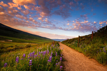 Lupines along a trail near Crested Butte, Colorado
