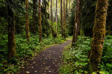 Obraz premium path in the woods