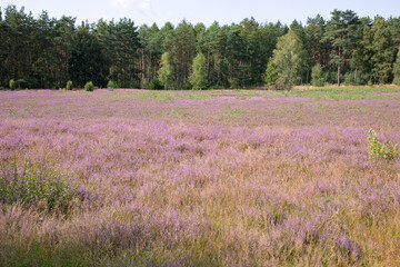 Idyllic Schirlheide natural preserve near Warendorf in Westphalia, Germany