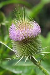 Blooming Fuller's teasel in sunny August