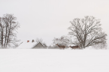 Deer run across a snowy field.