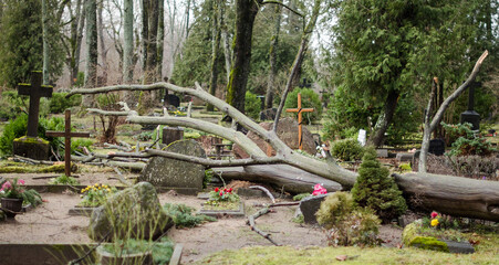 A tree in a cemetery fell in a storm, Kuldiga, Latvia.