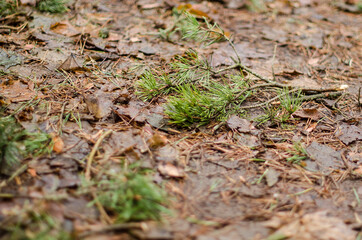 Broken pine branches on the ground.