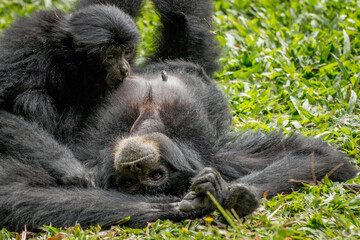 animal, zoo, mammal, wild, wildlife, baby, nature, black, sitting, looking, animals, face, endangered, pan troglodytes, white background, creature, forest, mother, hairy, captive, hand, fur, closeup, 