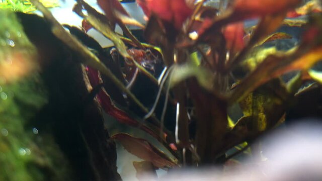 Red Claw Crab (Perisesarma bidens) crawls through submerged aquatic plant.